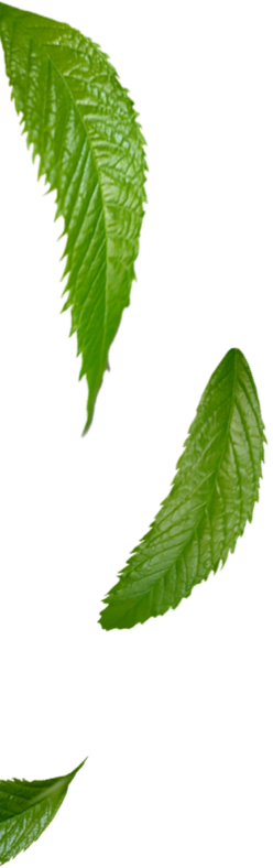 leaf 1